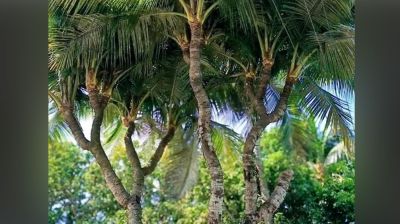 ১৩ মাথার নারকেল গাছ দেখতে দর্শকদের ভিড়