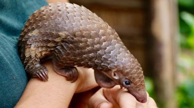 প্যাংগোলিন