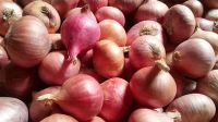 আমদানির সুপারিশে কি পেঁয়াজের দাম কমবে