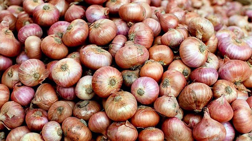 বগুড়ায় পেঁয়াজের সেঞ্চুরি