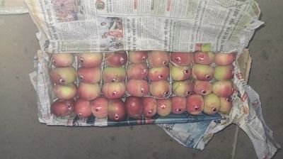 ১১ বছর পর হিলি দিয়ে ভারত থেকে আপেল আমদানি