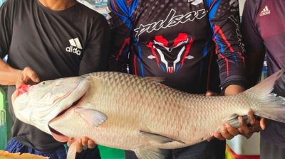 পদ্মার এক কাতলার দাম ৫০ হাজার টাকা