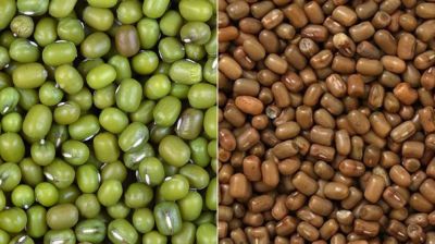 মুগডালের নামে বিক্রি হচ্ছে ‘মথবীজ’