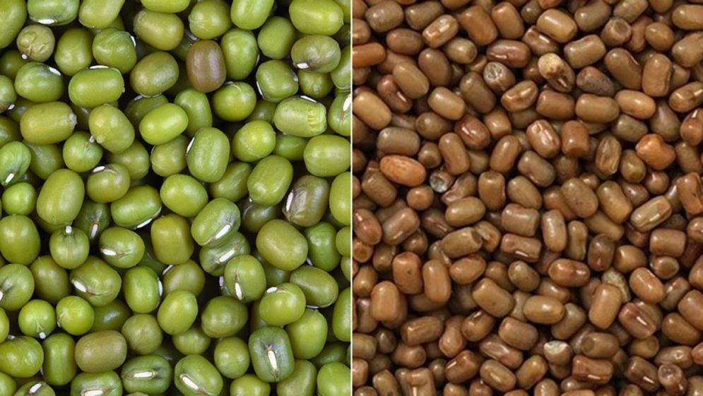 মুগডালের নামে বিক্রি হচ্ছে ‘মথবীজ’