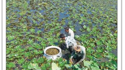 পরিত্যক্ত জলাশয়ে কোটি টাকার পানিফল চাষ
