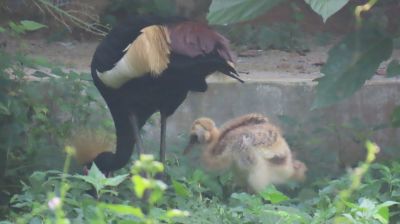 গাজীপুর সাফারি পার্কে গ্রে ক্রাউনক্যান পাখির বাচ্চা জন্ম