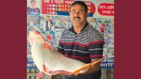 পদ্মায় মিলল ১৬ কেজির পাঙাশ, দাম কত জানেন?