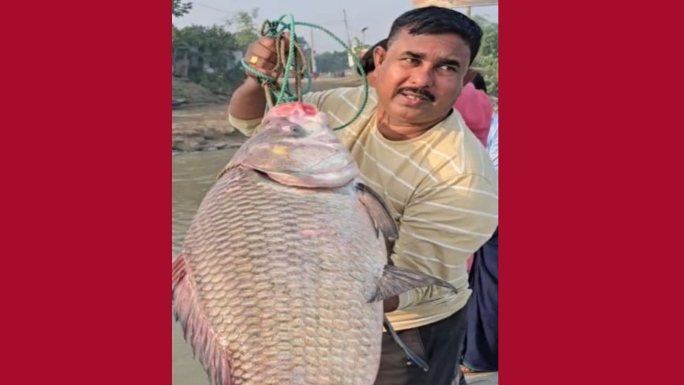 এক কাতলের দাম ৫৩ হাজার টাকা!