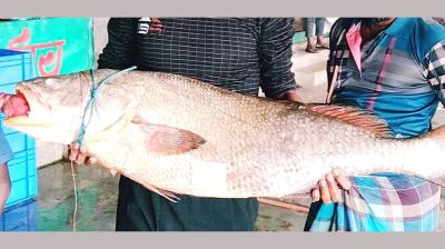 ৩৭ কেজির বিরল ‘কালো পোয়ার’ দাম লাখের উপরে