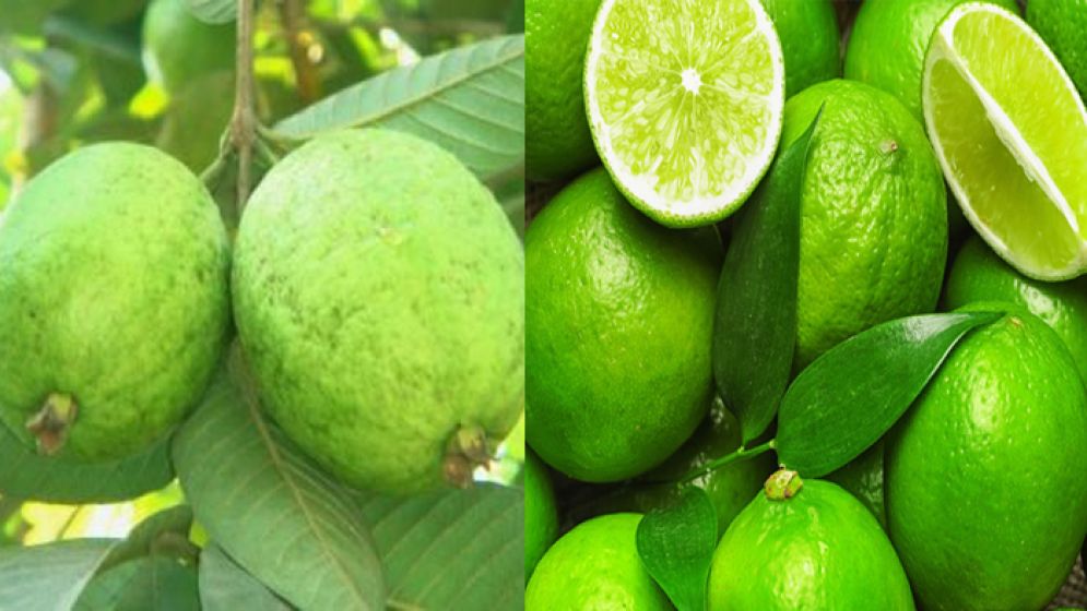 পেয়ারা না লেবু, কোনটি বেশি উপকারী