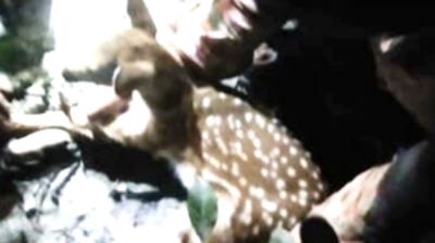 ধানখেতে হরিণ শাবক