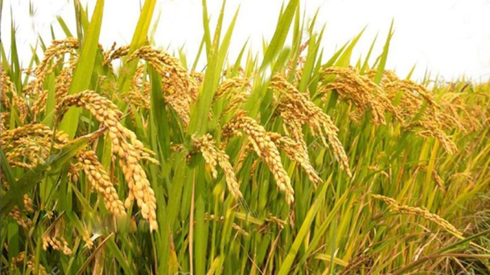 পূর্বাভাসভিত্তিক ধান চাষে বদলে যাবে কৃষি