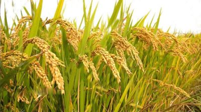 পূর্বাভাসভিত্তিক ধান চাষে বদলে যাবে কৃষি