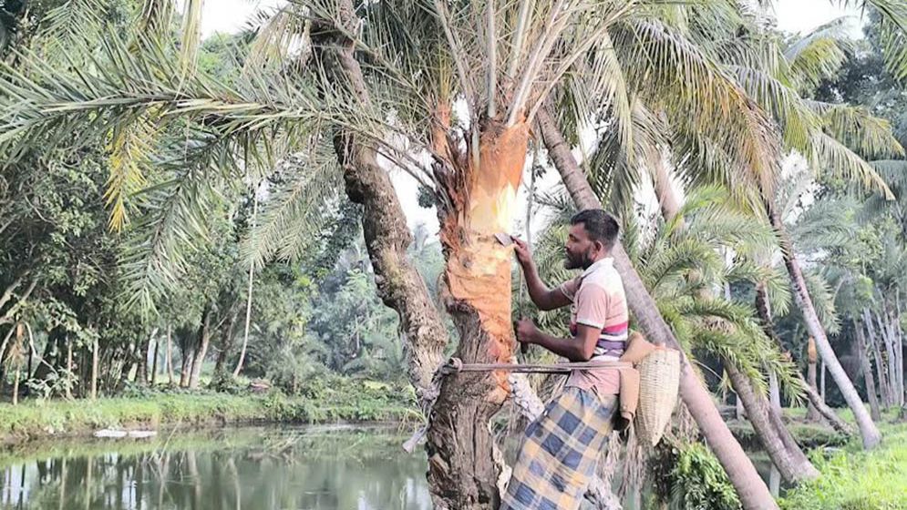 শীতের আগমনী বার্তা, ব্যস্ততা বেড়েছে গাছিদের