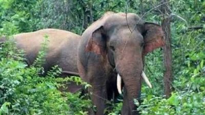 অটোরিকশা-মোটরসাইকেল গুঁড়িয়ে দিল বন্যহাতি, ২ বৃদ্ধা নিহত