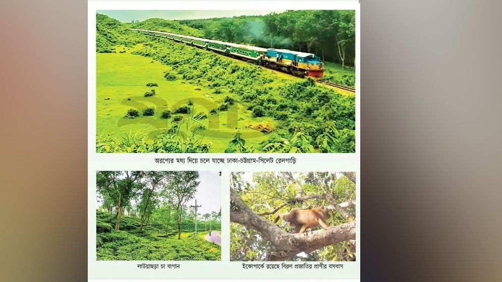 অরণ্যের ডাক রোমাঞ্চকর অনুভূতি