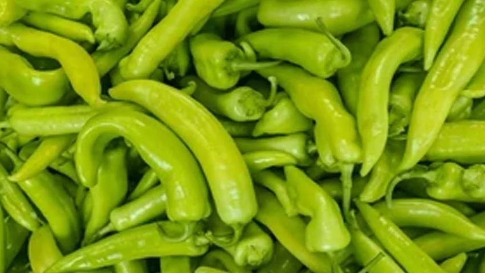 স্বাদ বাড়াতে মাছকে প্রতিদিন খাওয়ানো হয় ৫০০০ কেজি মরিচ