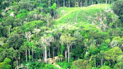 বন বাঁচাতে অ্যামাজনে আদিবাসী টহল