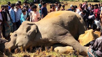উখিয়ায় বৈদ্যুতিক ফাঁদে বন্যহাতির মৃত্যু