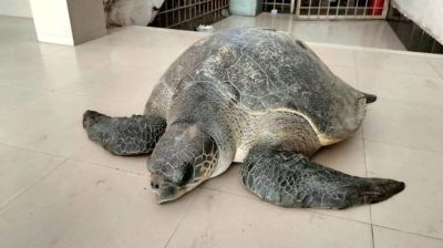 ‘বস্তা খুলতেই ৫০ কেজি ওজনের বিরল কচ্ছপ’