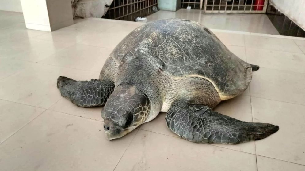 ‘বস্তা খুলতেই ৫০ কেজি ওজনের বিরল কচ্ছপ’