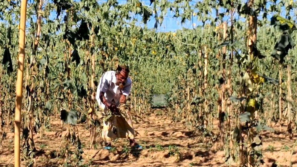 হাসিনার রায়ের খুশিতে কৃষকের বিস্কুট বিতরণ, আ.লীগ কর্মীদের কাণ্ড