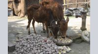 আলুর বাজারে ধস, খাওয়ানো হচ্ছে গরুকে