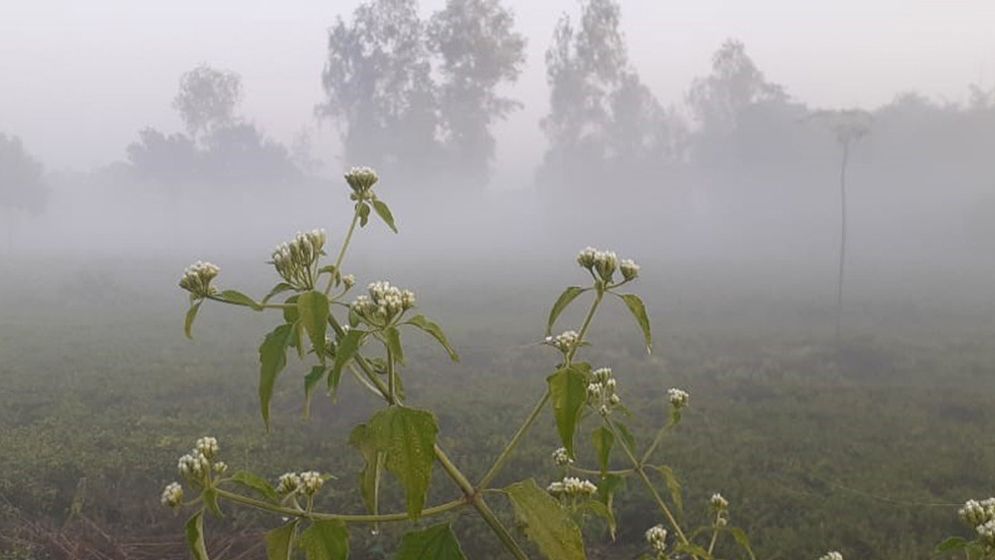 বাড়ছে শীতের তীব্রতা