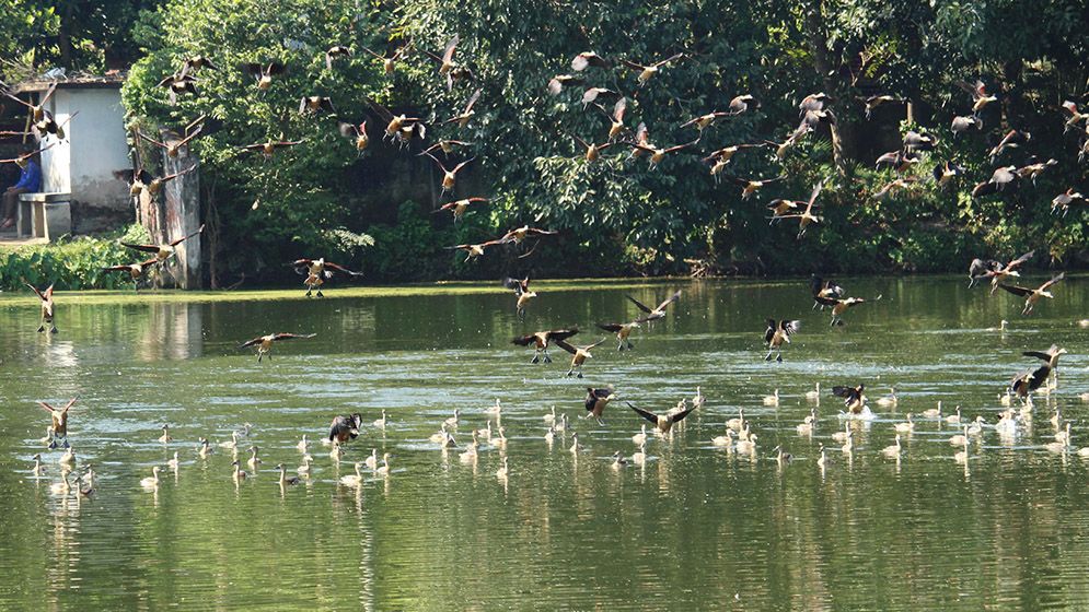 শীতের আগমনে আসছে ঝাঁকে ঝাঁকে অতিথি পাখি, কলতানে মুখরিত চারপাশ