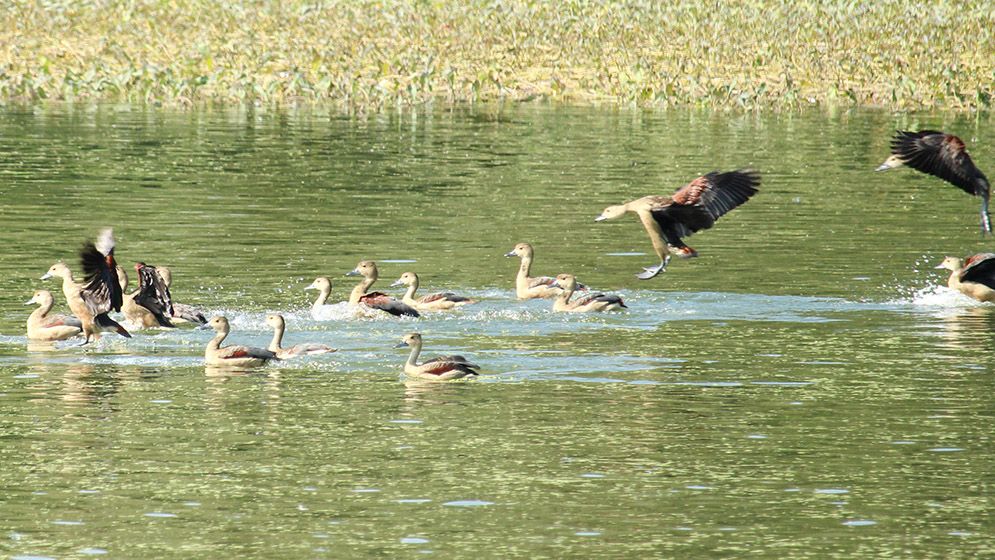 শীতের আগমনে আসছে ঝাঁকে ঝাঁকে অতিথি পাখি, কলতানে মুখরিত চারপাশ