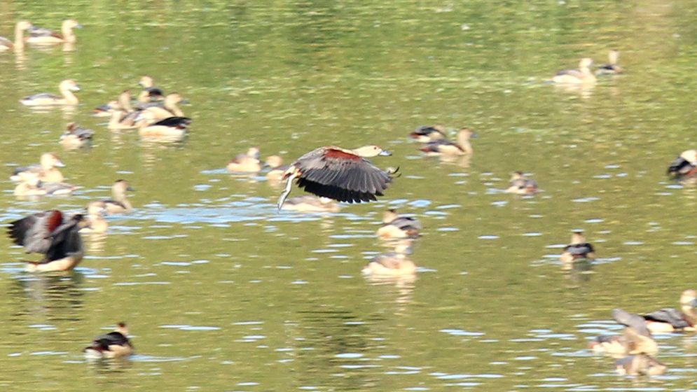 শীতের আগমনে আসছে ঝাঁকে ঝাঁকে অতিথি পাখি, কলতানে মুখরিত চারপাশ