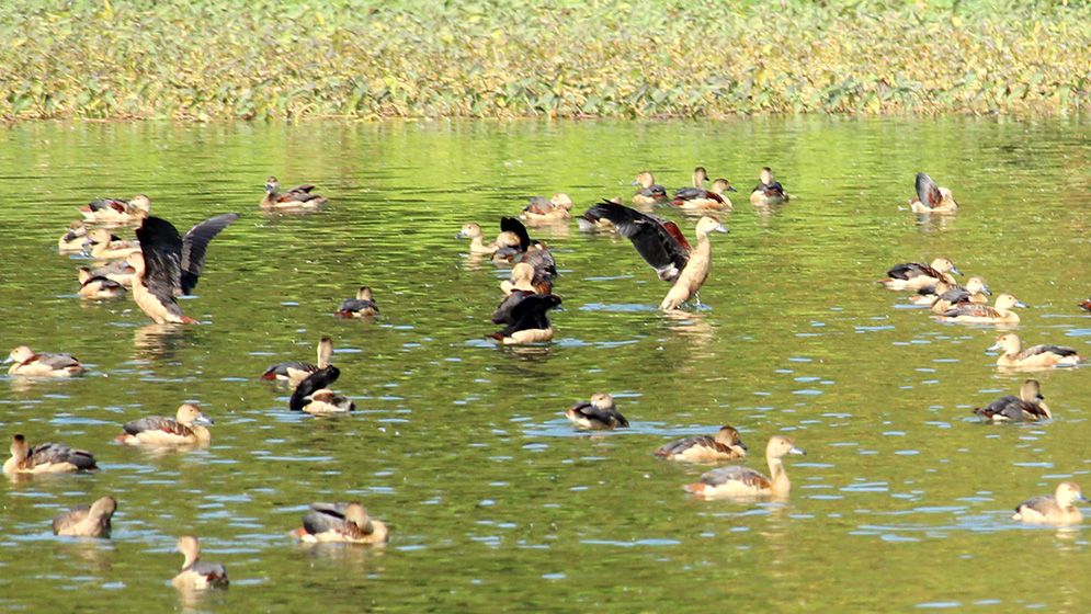শীতের আগমনে আসছে ঝাঁকে ঝাঁকে অতিথি পাখি, কলতানে মুখরিত চারপাশ