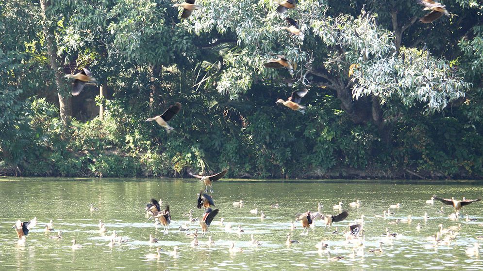 শীতের আগমনে আসছে ঝাঁকে ঝাঁকে অতিথি পাখি, কলতানে মুখরিত চারপাশ