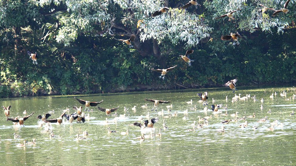 শীতের আগমনে আসছে ঝাঁকে ঝাঁকে অতিথি পাখি, কলতানে মুখরিত চারপাশ