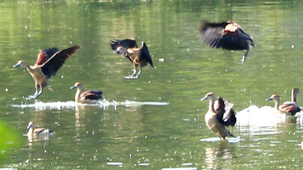 শীতের আগমনে আসছে ঝাঁকে ঝাঁকে অতিথি পাখি, কলতানে মুখরিত চারপাশ