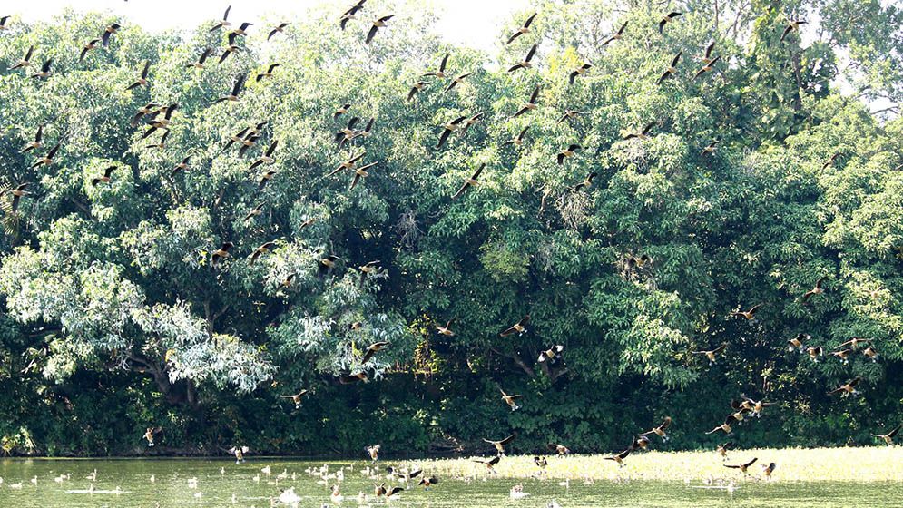 শীতের আগমনে আসছে ঝাঁকে ঝাঁকে অতিথি পাখি, কলতানে মুখরিত চারপাশ