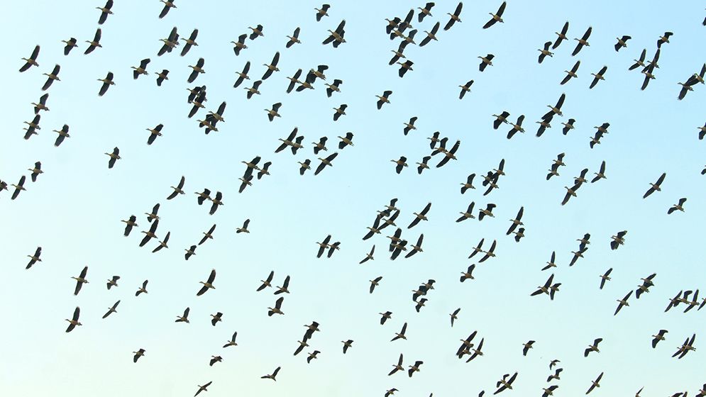 শীতের আগমনে আসছে ঝাঁকে ঝাঁকে অতিথি পাখি, কলতানে মুখরিত চারপাশ