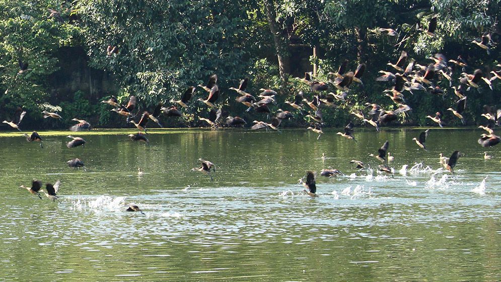 শীতের আগমনে আসছে ঝাঁকে ঝাঁকে অতিথি পাখি, কলতানে মুখরিত চারপাশ