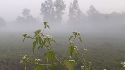 বাড়ছে শীতের তীব্রতা