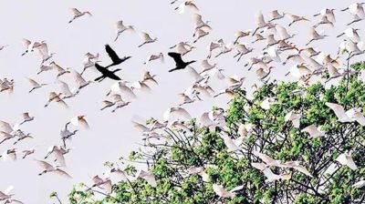 কালিয়ায় পাখির গ্রাম পানিপাড়া