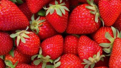 অনন্য স্বাদে টইটুম্বুর স্ট্রবেরি, রয়েছে ৬ স্বাস্থ্যগুণ