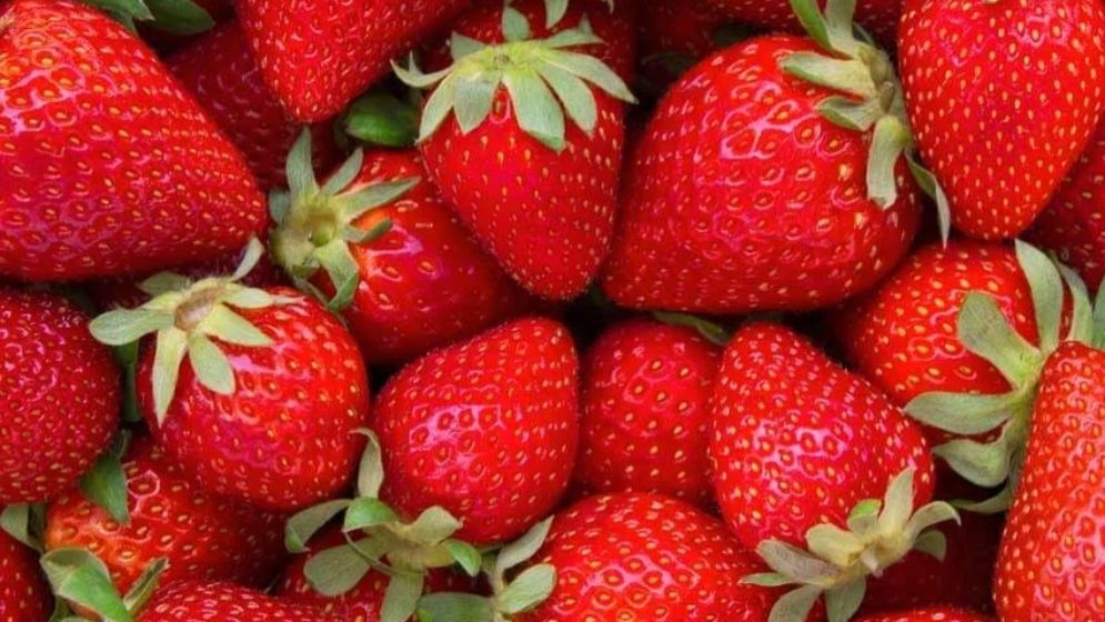 অনন্য স্বাদে টইটুম্বুর স্ট্রবেরি, রয়েছে ৬ স্বাস্থ্যগুণ