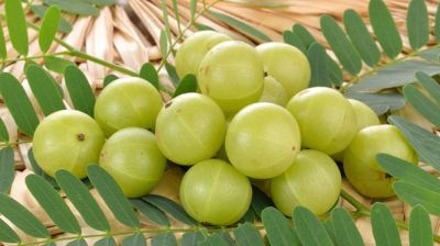 প্রতিদিন সকালে খালি পেটে আমলকীর রস খান, কমবে ওজন