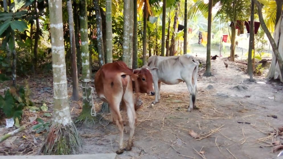 পাওনা টাকা আদায়ে কৃষকের গরু ছিনিয়ে নিলেন জামায়াত নেতা!