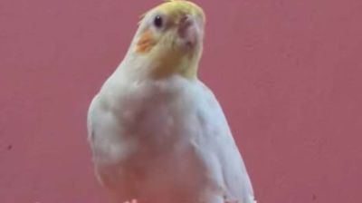 দরজা খুলতেই উড়ে গেল কথা বলা পাখিটি