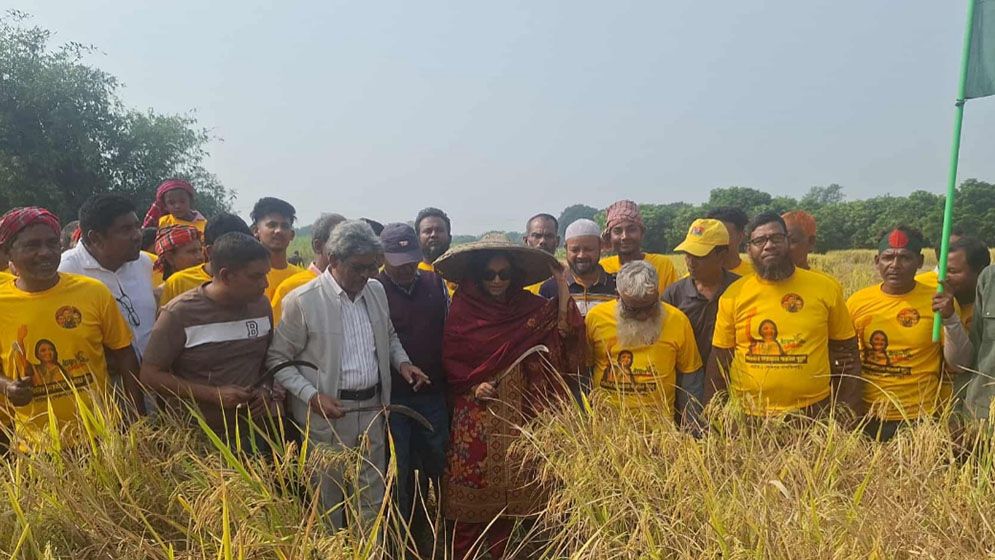 শ্রমিক সংকটে কৃষকের ধান কেটে দিলেন বিএনপির প্রার্থী পুতুল