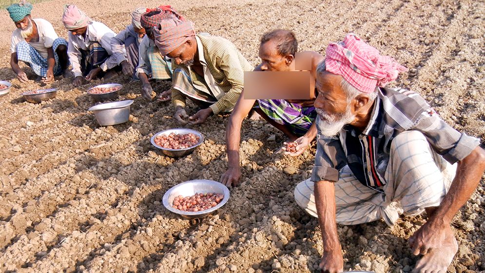 পেঁয়াজ আবাদের ধুম, বীজের দামে হতাশ কৃষক