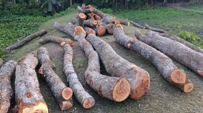 সরকারি গাছ কাটার অভিযোগে বিএনপি নেতার বিরুদ্ধে মামলা