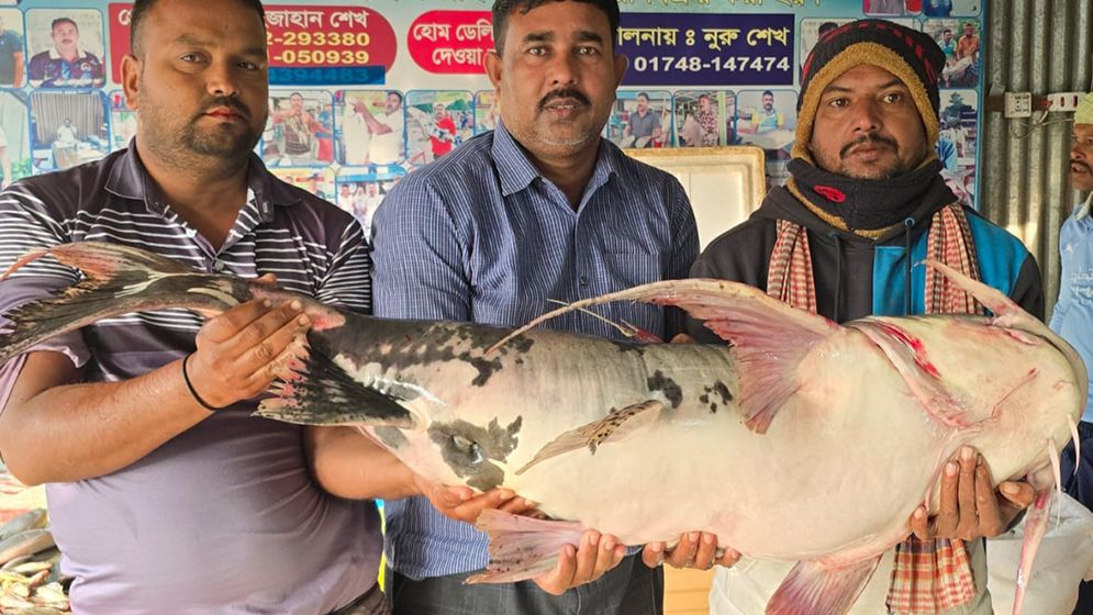 পদ্মার এক বাঘাইড়ের দাম ৫০ হাজার ৬৬০ টাকা