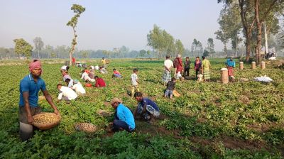 আগাম আলু যে দামে বিক্রি করছেন কৃষকরা